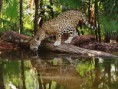 /album/photogallery/african-jaguar-watering-jpg/