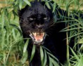 /album/photogallery/black-panther-a-melanistic-jaguar-jpg/