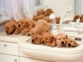 /album/photogallery/breeding-puppies-jpg/