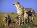 /album/photogallery/cheetah1-jpg/