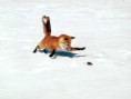 /album/photogallery/fox-in-nature-jpg/