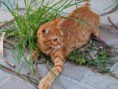 /album/photogallery/ginger-kitten-jpg/