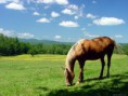 /album/photogallery/horse-1024-jpg/