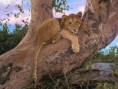 /album/photogallery/lion-009-jpg/