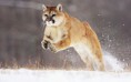 /album/photogallery/mountain-lion-jpg/