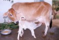 Animal Husbandry